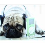 pug with ipod